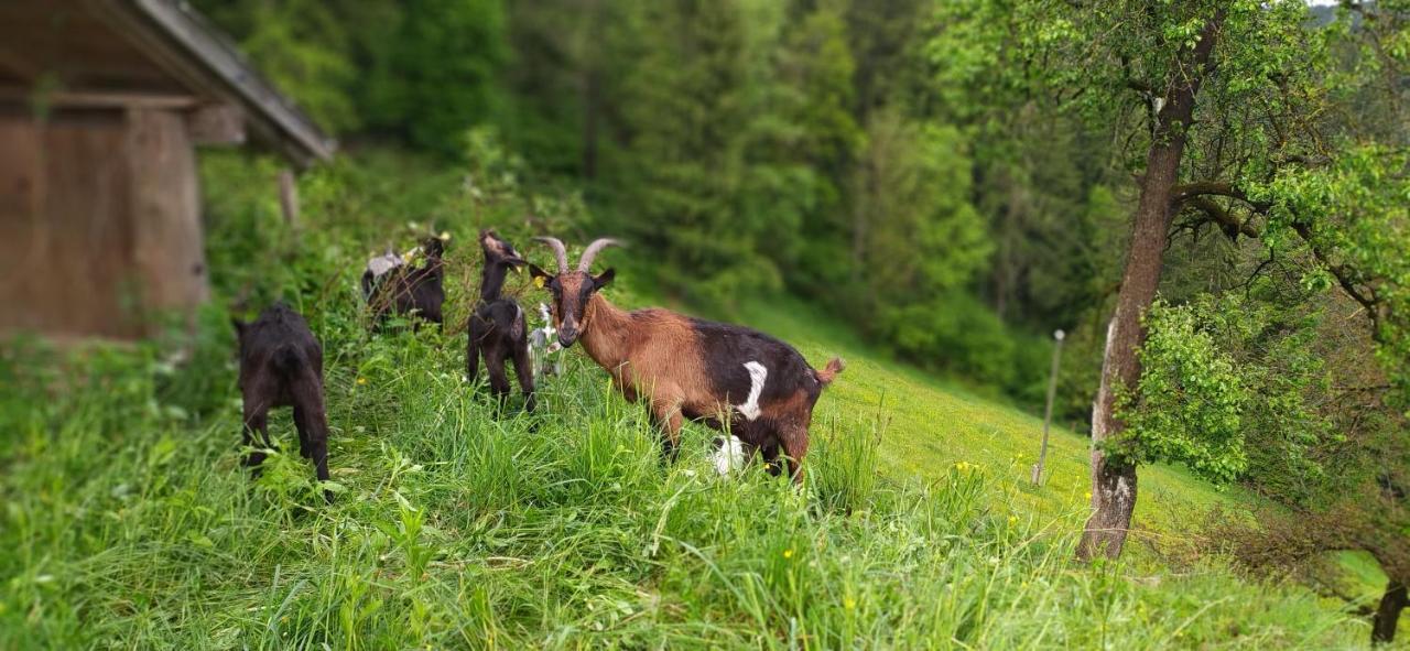 Appartamento Kmetija Pecnik Prevalje Esterno foto